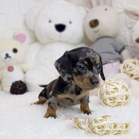 Rowan Dapple Tiny Teacup Dachshund - Posh Pocket Pups Teacup Dachshund, Daschund Long Haired Mini, Black And Tan Dachshund Puppy, Black And Tan Mini Dachshund, Micro Teacup Puppies, Miniture Duchound, Mini Puppies, Red Long Haired Mini Dachshund, Cute Fluffy Dogs