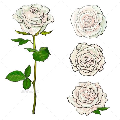 Roses Drawing Reference, Roses Sketch Drawing, Rose Reference Drawing, Rose Drawing Reference, Blooming Rose Drawing, White Roses Drawing, Rose Buds Drawing, Rose Bunch Drawing, White Rose Drawing