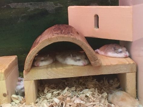 Hamsters look like they've melted flat. The Game Of Life, Cute Hamsters, Hamsters, Funny Animal Pictures, Animal Photo, Animal Memes, 귀여운 동물, Cute Funny Animals, Guinea Pigs