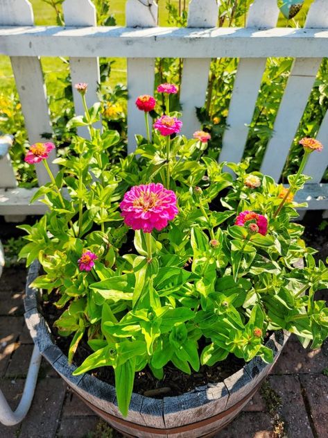 Tips for Growing Zinnias for Beginners - Shiplap and Shells Growing Zinnias, Summer Flower Garden, Zinnia Garden, Flowers In Pots, Summer Flowers Garden, Seed Starting Mix, Flower Garden Ideas, Zinnia Flowers, Cut Flower Garden