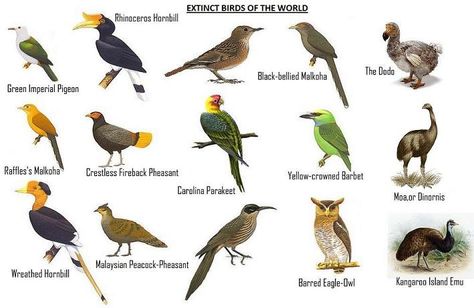 Birds With Names, Indian Birds, Insects Names, Extinct Birds, Birds Pictures, Duck Species, Wild Birds Unlimited, Penguin Species, Owl Species