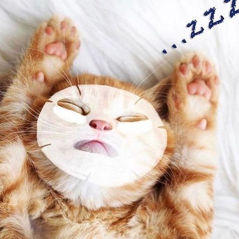 orange cat wearing a skin care face sheet mask on their face with eyes closed and paws up looking very relaxed from self care Aussie Winter, Skin Care Pictures, Cat Skin, Body Shop At Home, Beauty Mask, Cat Pictures, Winter Skin, Facial Spa, Skincare Video