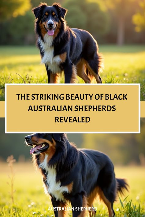 Alert black Australian Shepherd with glossy coat in sunny field Black Australian Shepherd, Dog World, Aussie Dog, Piercing Eyes, Aussie Shepherd, Aussie Dogs, Mesmerizing Beauty, Australian Shepherds, Herding Dogs