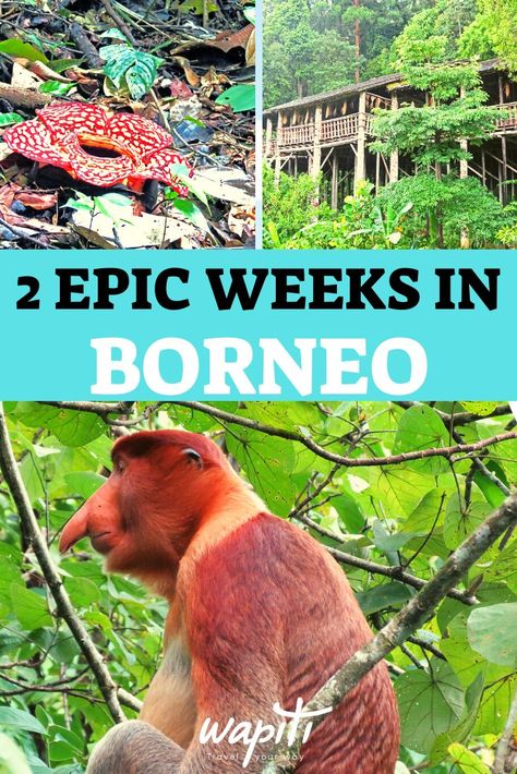 Borneo Itinerary, Borneo Travel, Malaysia Itinerary, Borneo Malaysia, Europe Travel Packing, Malaysia Travel Guide, Sweden Travel, Malaysia Travel, Kota Kinabalu