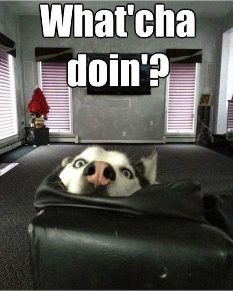 Howl-larious Husky Memes (20 Memes) - I Can Has Cheezburger? Funny Husky, Husky Funny, Husky Lover, My Husky, Dog Quotes Funny, Siberian Huskies, Moon Moon, I'm Bored, Snow Dogs