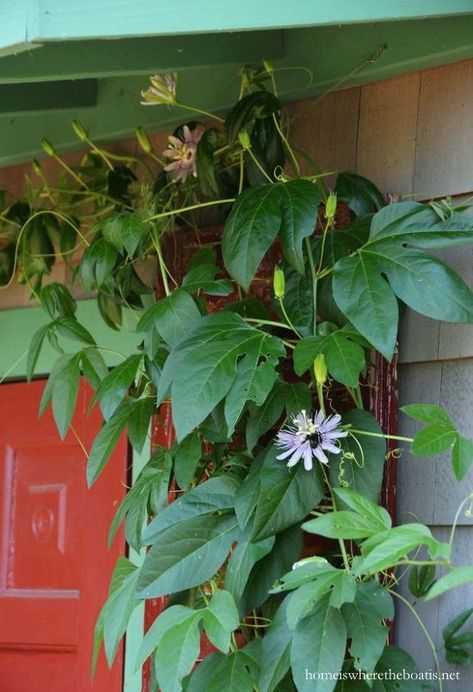 Passionflower Vine, Passion Flower Vine, Purple Passion Flower, Fritillary Butterfly, Jasmine Vine, Passion Vine, Garden Vines, Diy Fall Wreath, Potting Shed