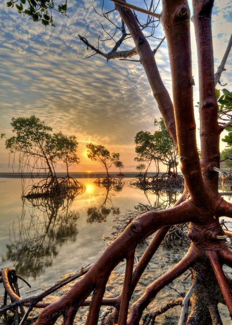 Queensland Red Mangrove, Sunrise Tattoo, Mangrove Swamp, Florida Life, Aquascape Aquarium, Mangrove Forest, Salt Air, Wallpapers Images, Art Competitions