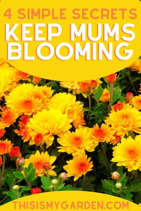 A photo of mums in full bloom. Photo from thisismygarden.com How To Make Mums, Hardy Mums, Potted Mums, Planting Mums, Self Watering Containers, Garden Mum, Fall Mums, Mums Flowers, Self Watering Pots