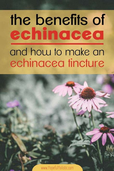 Echinacea Benefits, Echinacea Tea, Calendula Benefits, Medicinal Herbs Garden, Lemon Benefits, Ways To Stay Healthy, Herbal Tinctures, Natural Healing Remedies, Echinacea Purpurea