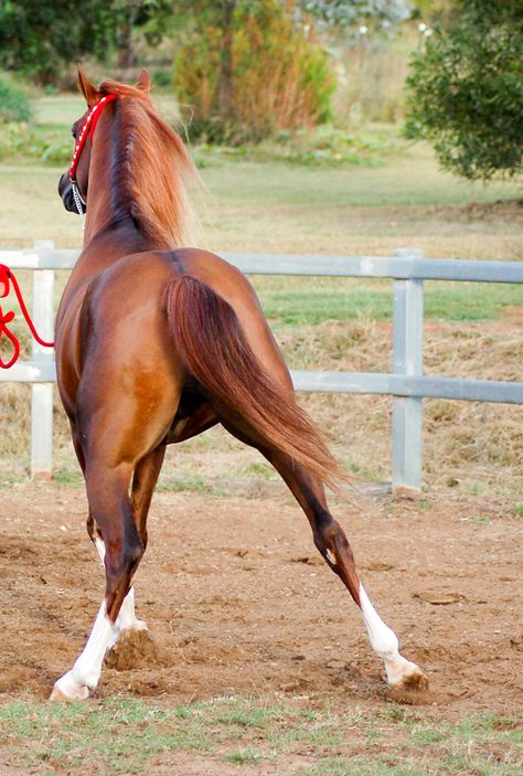 RA from behind legs spread by *Chunga-Stock on deviantART Horse From Behind, Horse Species, Horse Poses, Horse Photography Poses, Horses Photography, Horse Reference, Horse Anatomy, Horse Inspiration, Animal Reference