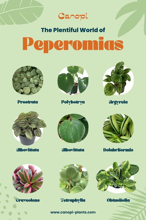 Dive into the colorful world of Peperomia plant care with us. Peperomia Plant Care, Dog Safe Plants, Peperomia Obtusifolia, Peperomia Plant, Dream Patio, Colorful World, Plants Indoor, Types Of Plants, Plant Care