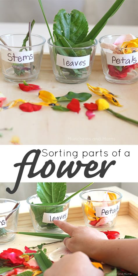 Preschool Garden, Plant Activities, Spring Preschool, Parts Of A Flower, Kindergarten Science, Preschool Science, Preschool Themes, Preschool Lessons, Spring Activities