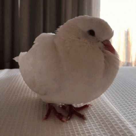 Pigeon Fluffy GIF - Pigeon Fluffy Sleepy - Discover & Share GIFs Languages Learning, Pet Pigeon, Cute Pigeon, Dove Pigeon, Broad Bean, Pretty Animals, Two Birds, White Doves, Pretty Birds