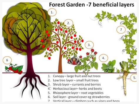 Forest garden 7 layers of edible plants Fruit Tree Layout Design, Vegetable Guilds, Pear Tree Guild, Syntropic Agroforestry, Tree Guild, Small Fruit Trees, Food Forests, Fruit Tree Garden, Food Forest Garden