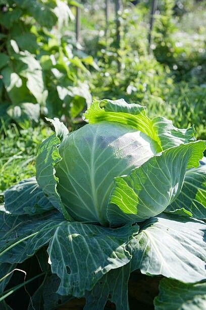 Giant Vegetable, Boil Potatoes, Vegetable Pictures, Potager Garden, Survival Gardening, Beautiful Fruits, Veg Garden, Garden Theme, Garden House