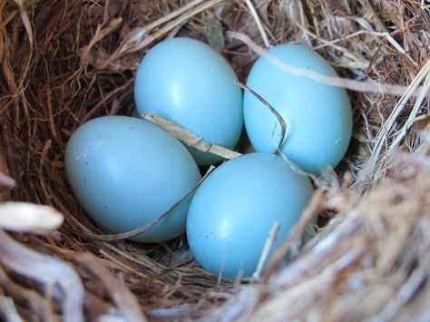 Female White-Throated Magpie-Jay stay behind with their parents to help bring up future broods whilst the male flies off to spread his seeds. Description from lazerhorse.org. I searched for this on bing.com/images Eggs In A Nest, Robin Eggs, Birds Nests, Blue Bathroom Tile, Robin Blue, Egg Nest, Eggshell Blue, What Is A Bird, Blue Eggs