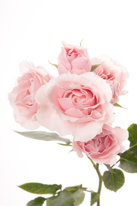 Rose Meaning, Flower Guide, Light Pink Flowers, Light Pink Rose, Spray Roses, Decorative Flowers, Types Of Flowers, Flower Images, Rose Garden