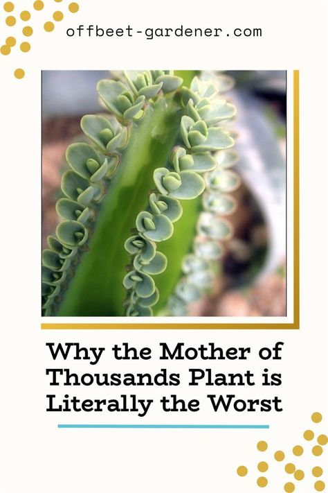 mother of many, Mexican hat plant, devil's backbone Mother Of Thousands Plant Propagation, Mother Of A Thousand Succulent, Mother Of A Thousand Plants, Mother Of Thousands Plant Care, Mother Of Millions Plant, Mother Of Thousands Plant, Mother Of Thousands, Succulent Ideas, My Mistake