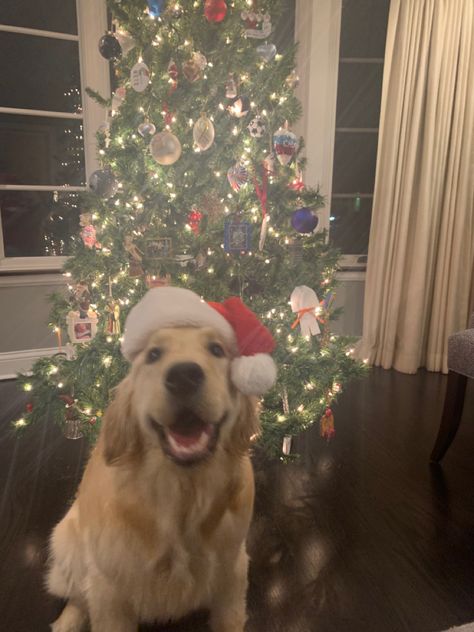 #goldenretriever #dog #puppy #cute #christmas Christmas Aesthetic Puppy, Cute Christmas Dogs, Christmas Dogs Aesthetic, Dogs In Christmas Outfits, Christmas Aesthetic Dog, Dog Holiday Photoshoot, Dog Christmas Wallpaper, Christmas Dog Photoshoot, Dog Pfps