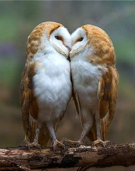 Birds Kissing, Barn Owls, Owl Photography, Bird Barn, Owl Photos, Owl Pictures, Beautiful Owl, Pretty Birds, Barn Owl