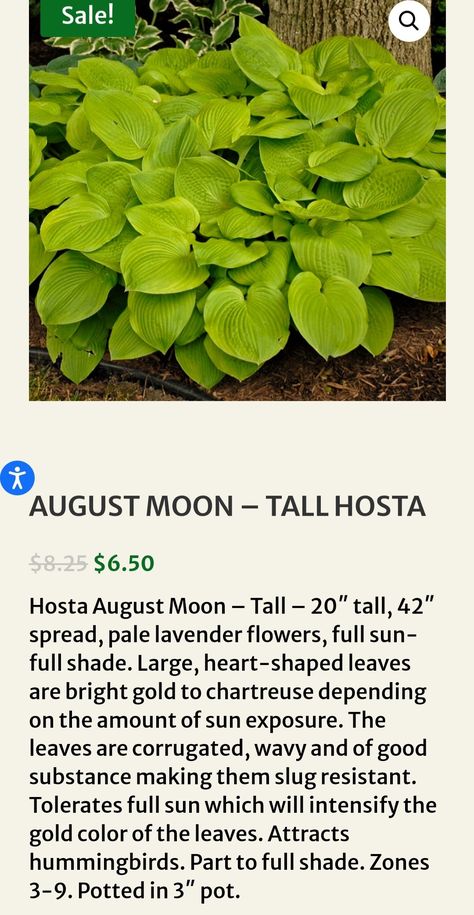 August Moon Hosta, Hosta August Moon, How To Attract Hummingbirds, Bright Gold, Lavender Flowers, Garden Ideas, Landscaping, Gold Color, Lavender