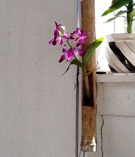 20 DIY Orchid Pot Ideas You Must Try! | Balcony Garden Web Orchid Potting Ideas, Diy Orchid Pot, Orchid Display Ideas, Diy Orchids, Orchid Potting Mix, Hanging Orchid, Orchids In Water, Indoor Orchids, Orchid Fertilizer