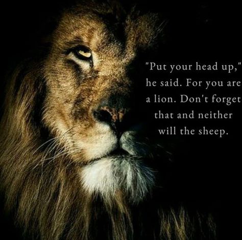 If were gonna walk, we walk as lions! Leo Quotes, Proverbs 20, Lion Quotes, Quotes Bible, Lion Images, Women's Ministry, Like A Lion, Christian Stuff, Lion Of Judah