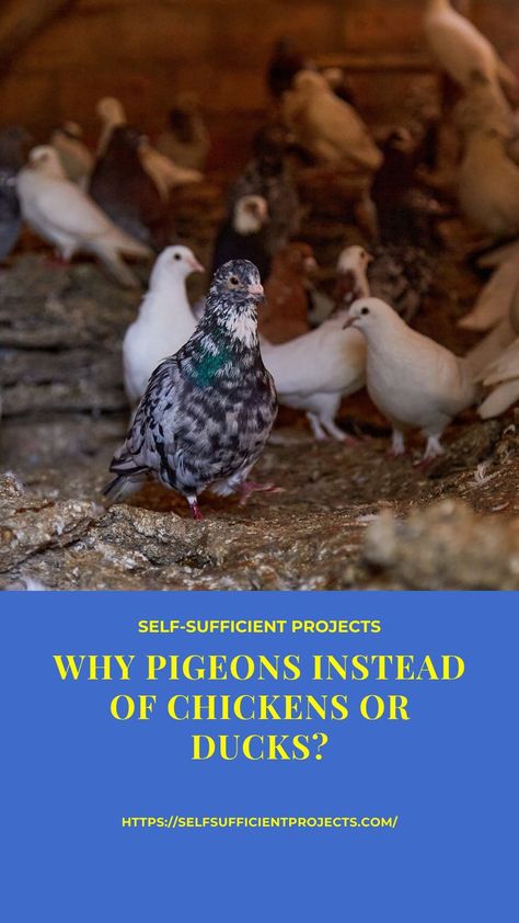 Raising Pigeons For Meat, Pigeon Coop Ideas, Pigeon Enclosure, Raising Doves, Raising Pigeons, Pigeon Keeping, Societal Collapse, Types Of Pigeons, Pigeon Coop