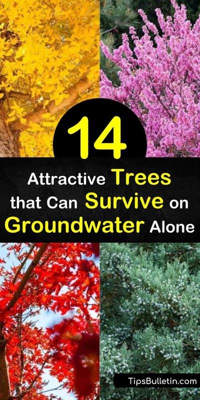 Drought Resistant Trees, Leyland Cypress Trees, Hackberry Tree, Drought Tolerant Trees, Maidenhair Tree, White Oak Tree, Leyland Cypress, Growing Trees, Eastern Redbud