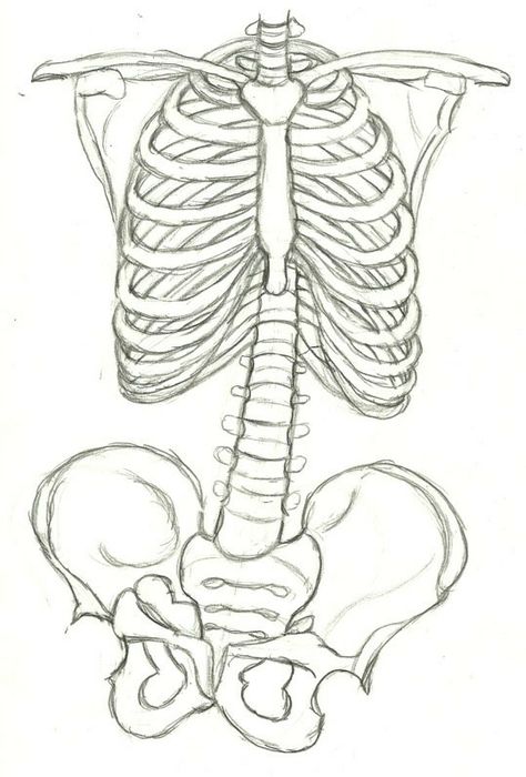 Rib Cage Drawing, Lungs Drawing, Human Ribs, Bone Drawing, Skeleton Drawings, Anatomy Sketches, Skeleton Art, Diy Stuff, Anatomy Art