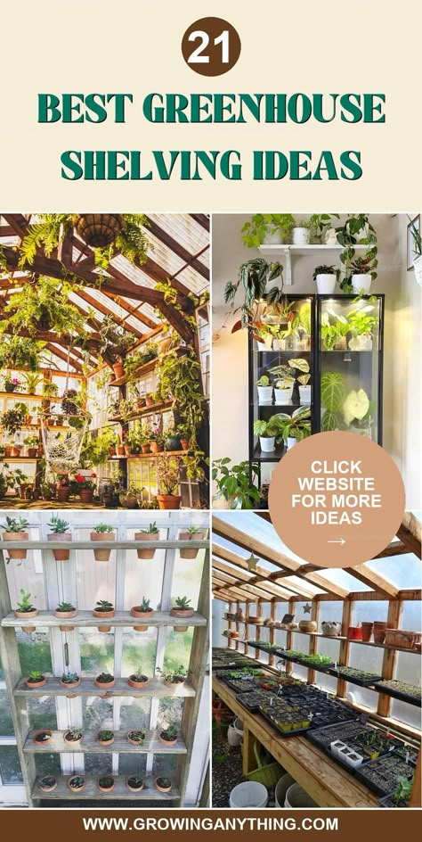 Ideas For Inside Greenhouses, Diy Greenhouse Interior Ideas, Garden Around Greenhouse, Small Greenhouse Set Up, Greenhouse Shelving Ideas Interiors, Diy Greenhouse Shelves How To Build, Big Green House Ideas, Greenhouse Bench Ideas, Greenhouse Planting Ideas