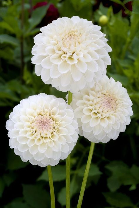 White Dalia, White Dahlia Bouquet, Dalia Flower, White Dahlia, Dahlias Garden, Dahlia Flowers, Flower Guide, Cut Flower Garden, Moon Garden