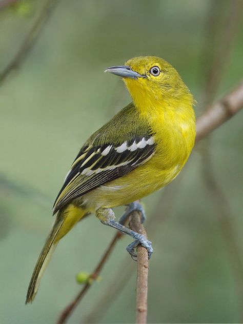 Common Iora | Mandai. Lone male bird. | wokoti | Flickr Bird Photo, Birds Painting, Beautiful Birds, Flower Painting, Vietnam, Birds, Animals, Mandalas