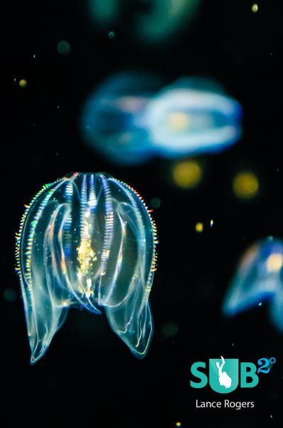 Comb Jellyfish, Comb Jelly, Creature Inspiration, All About Water, Beneath The Sea, Jellyfish Art, Life Aquatic, Underwater Creatures, Underwater Life