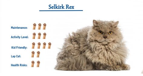 Selkirk Rex Cat, Selkirk Rex Kittens, Cat World, Popular Cat Breeds, Selkirk Rex, American Wirehair, Cat Diet, Best Cat Food, Cat Nutrition