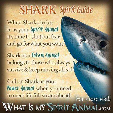 This creature reminds you of your personal power and the inner strength necessary to get rid of negativity. What Is My Spirit Animal, Fish Symbolism, Shark Meaning, Animal Totem Spirit Guides, Symbolism Meaning, Spirit Animal Meaning, Native American Totem, Animal Meanings, Spirit Animal Totem