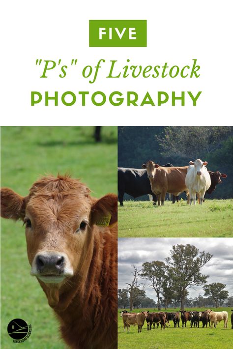 4h Photography Project, 4h Photography Ideas, Farm Photography Ideas, Cattle Photography, Livestock Photography, Ranch Photography, Agriculture Photography, Cow Photography, Ranch House Designs