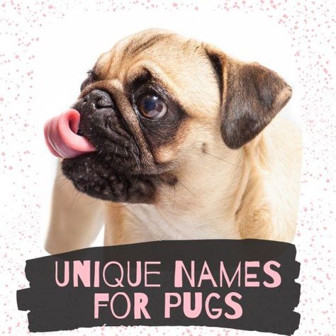 Struggling to find a great name for your new Pug puppy? Look no further! Girl Pug Names, Funny Girl Names, Unique Dog Names, Names And Meanings, Dog Names Unique, Pug Names, Girl Dog Names, Female Dog Names, Fawn Pug