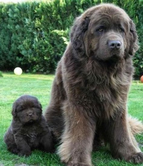 AWE!!!!Newfoundland mother and puppy. The average height of Newfoundlands is between 26-28 inches, and average weight is 100 to 150 pounds. Velcí Psi, Gentle Giant Dogs, Strong Dogs, Nosara, Tibetan Mastiff, Giant Dogs, English Mastiff, Newfoundland Dog, Large Dog Breeds