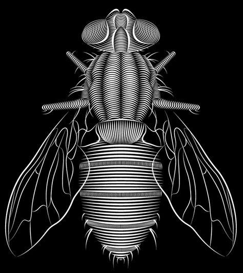 Cicada Art Illustration, Insect Motif Design, Fly Sketch Insect, Patrick Seymour, Fly Illustration Insect, Moth Illustration Black And White, Cnc Art, Scratch Art, 3d Laser