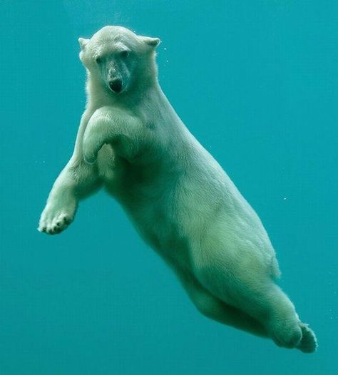 Swimming polar bear