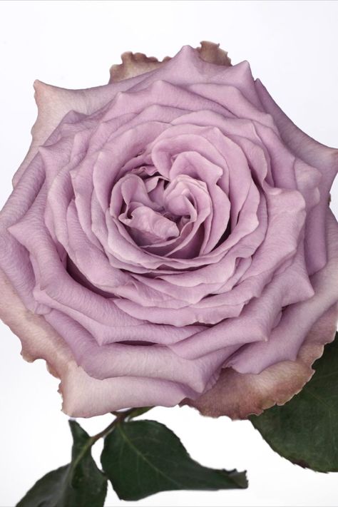 The perfect dusty purple vintage garden rose is Princess Kaori, she is perfect for a wedding bouquet. Princess Kaori is quite a new rose but she is now very popular. Peach Salmon, Flower Company, Purple Vintage, Pale Peach, Garden Rose, David Austin, Dusty Purple, Color Blush, Purple Rose