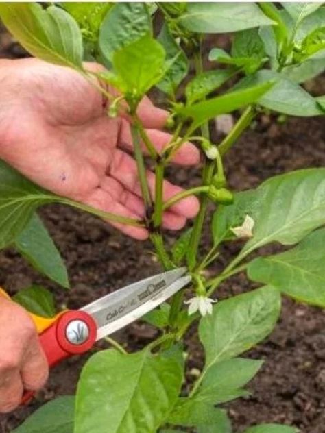 How To Prune Pepper Plants, Pruning Pepper Plants, Growing Green Peppers, Pepper Plant Care, Pepper Harvest, Veggie Storage, Hot Peppers Plants, Garden Prep, Growing Vegetables At Home