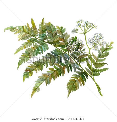 stasia_ch's sets on Shutterstock Memorial Tattoo For Mom, Fern Fiddlehead, Tattoo For Mom, White Flowers Garden, Fern Art, Watercolor Botanicals, Loose Florals, Fern Tattoo, Fern Forest