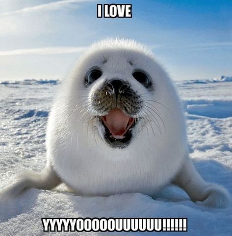 cute seal and a declaration of love Animals, White