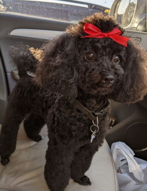 Mini Poodle Haircuts, Poodle Cuts Standard, Black Poodle Haircut Styles, Black Toy Poodle Haircut Styles, Poodle Ponytail, Mini Poodle Haircut, Mini Poodle Haircut Styles, Maltipoo Haircut Styles, Toy Poodle Haircut Styles