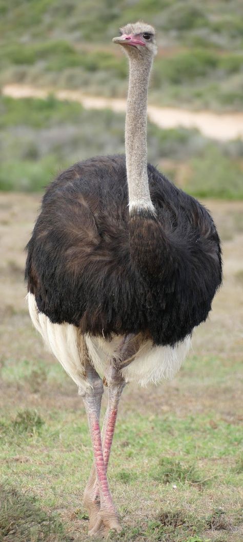 Ostrich Photography, Ostrich Illustration, Ostrich Animal, Ostrich Bird, Head In The Sand, Flightless Bird, Animal Print Wallpaper, Bird Wallpaper, Bird Drawings