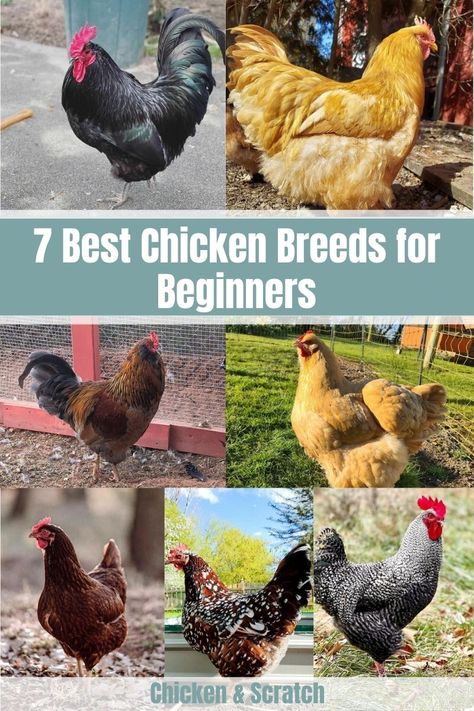 Chicken Breeds For Eggs, Best Chicken Breeds, Different Breeds Of Chickens, Chicken Tips, Laying Chickens Breeds, Homestead Animals, Baby Chicks Raising, Best Egg Laying Chickens, Modern Homestead