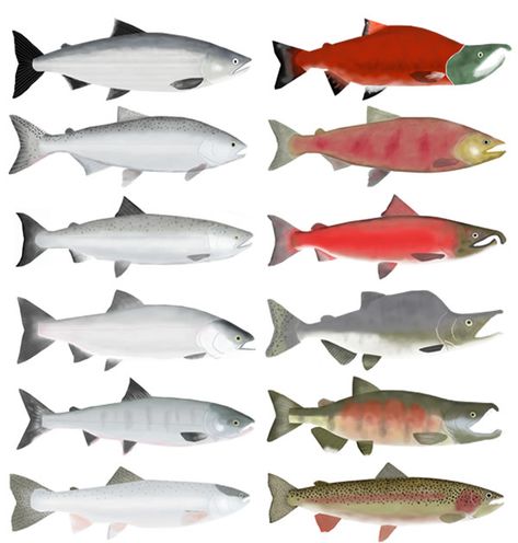 Pacific Salmon Group - Ocean and Spawning Phase. Row 1 – Sockeye Salmon Row 2 – Chinook (King) Salmon Row 3 – Coho (Silver) Salmon Row 4 – Pink (Humpy) Salmon Row 5 – Chum (Dog) Salmon Row 6 – Steelhead All profits from sale will be donated to the Lighthouse Mission to assist the homeless. Spawning Salmon, Chinook Salmon, Salmon Drawing, Chum Salmon, Pacific Salmon, Red Salmon, King Salmon, Sockeye Salmon, Salmon Fish