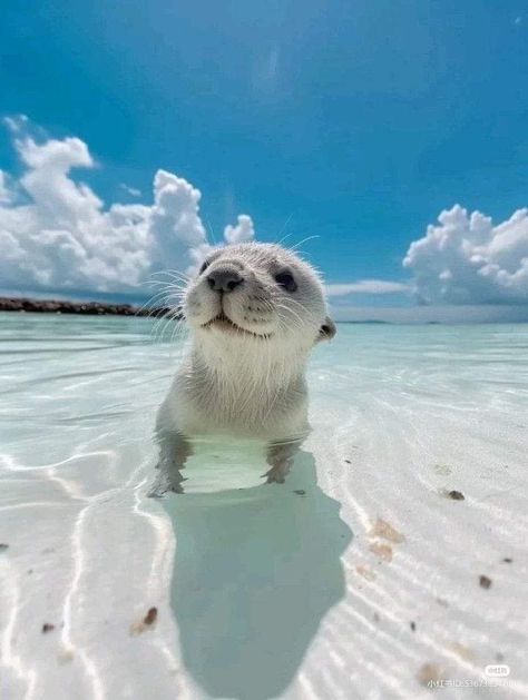 Cute Photos Animals, Sea Lion Wallpaper, Lilly Animal, Sea Puppies, Baby Sea Lion, Cute Small Animals, Funny Animal Photos, Pretty Animals, Cute Animals Images